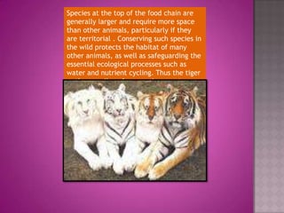 Khyati save tigers