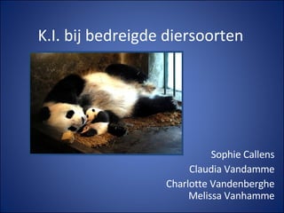 K.I. bij bedreigde diersoorten Sophie Callens Claudia Vandamme Charlotte Vandenberghe Melissa Vanhamme 