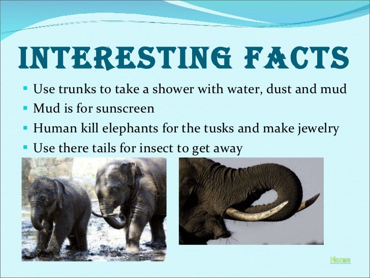 What are some interesting facts about elephants?