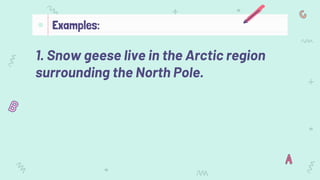 1. Snow geese live in the Arctic region
surrounding the North Pole.
Examples:
 