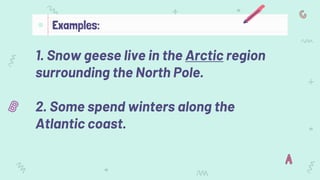 1. Snow geese live in the Arctic region
surrounding the North Pole.
2. Some spend winters along the
Atlantic coast.
Examples:
 