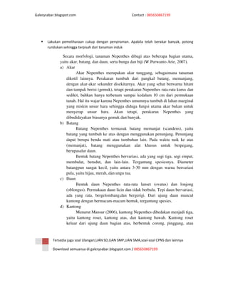 Galerysabar.blogspot.com                                Contact : 085650867199




       Lakukan pemeliharaan cukup dengan penyiraman. Apabila telah berakar banyak, potong
       rundukan sehingga terpisah dari tanaman induk

                Secara morfologi, tanaman Nepenthes dibagi atas beberapa bagian utama,
              yaitu akar, batang, dan daun, serta bunga dan biji (W.Purwanto Arie, 2007).
              a) Akar
                        Akar Nepenthes merupakan akar tunggang, sebagaimana tanaman
                  dikotil lainnya. Perakaran tumbuh dari pangkal batang, memanjang,
                  dengan akar-akar sekunder disekitarnya. Akar yang sehat berwarna hitam
                  dan tampak berisi (gemuk), tetapi perakaran Nepenthes rata-rata kurus dan
                  sedikit, bahkan hanya terbenam sampai kedalam 10 cm dari permukaan
                  tanah. Hal itu wajar karena Nepenthes umumnya tumbuh di lahan marginal
                  yang miskin unsur hara sehingga diduga fungsi utama akar bukan untuk
                  menyerap unsur hara. Akan tetapi, perakaran Nepenthes yang
                  dibudidayakan biasanya gemuk dan banyak.
              b) Batang
                        Batang Nepenthes termasuk batang memanjat (scandens), yaitu
                  batang yang tumbuh ke atas dengan menggunakan penunjang. Penunjang
                  dapat berupa benda mati atau tumbuhan lain. Pada waktu naik ke atas
                  (memanjat), batang menggunakan alat khusus untuk berpegang,
                  berupasalur daun.
                        Bentuk batang Nepenthes bervariasi, ada yang segi tiga, segi empat,
                  membulat, berudut, dan lain-lain. Tergantung spesiesnya. Diameter
                  batangpun sangat kecil, yaitu antara 3-30 mm dengan warna bervariasi
                  pula, yaitu hijau, merah, dan ungu tua.
              c) Daun
                        Bentuk daun Nepenthes rata-rata lanset (ovatus) dan lonjong
                  (oblongus). Permukaan daun licin dan tidak berbulu. Tepi daun bervariasi,
                  ada yang rata, bergelombang,dan bergerigi. Dari ujung daun muncul
                  kantong dengan bermacam-macam bentuk, tergantung spesies.
              d) Kantong
                        Menurut Mansur (2006), kantong Nepenthes dibedakan menjadi tiga,
                  yaitu kantong roset, kantong atas, dan kantong bawah. Kantong roset
                  keluar dari ujung daun bagian atas, berbentuk corong, pinggang, atau



          Tersedia juga soal Ulangan,UAN SD,UAN SMP,UAN SMA,soal-soal CPNS dan lainnya

          Download semuanya di galerysabar.blogspot.com / 085650867199
 