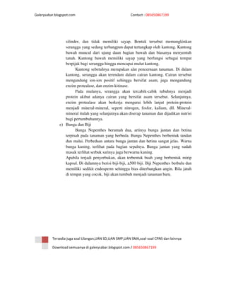 Galerysabar.blogspot.com                                Contact : 085650867199




                 silinder, dan tidak memiliki sayap. Bentuk tersebut memungkinkan
                 serangga yang sedang terbangpun dapat tertangkap oleh kantong. Kantong
                 bawah muncul dari ujung daun bagian bawah dan biasanya menyentuh
                 tanah. Kantong bawah memiliki sayap yang berfungsi sebagai tempat
                 berpijak bagi serangga hingga mencapai mulut kantong.
                       Kantong sebetulnya merupakan alat pencernaan tanaman. Di dalam
                 kantong, serangga akan terendam dalam cairan kantong. Cairan tersebut
                 mengandung ion-ion positif sehingga bersifat asam, juga mengandung
                 enzim protealase, dan enzim kitinase.
                       Pada mulanya, serangga akan tercabik-cabik tubuhnya menjadi
                 protein akibat adanya cairan yang bersifat asam tersebut. Selanjutnya,
                 enzim protealase akan berkerja mengurai lebih lanjut protein-protein
                 menjadi mineral-mineral, seperti nitrogen, fosfor, kalium, dll. Mineral-
                 mineral itulah yang selanjutnya akan diserap tanaman dan dijadikan nutrisi
                 bagi pertumbuhannya.
              e) Bunga dan Biji
                       Bunga Nepenthes berumah dua, artinya bunga jantan dan betina
                 terpisah pada tanaman yang berbeda. Bunga Nepenthes berbentuk tandan
                 dan malai. Perbedaan antara bunga jantan dan betina sangat jelas. Warna
                 bunga kuning, terlihat pada bagian sepalnya. Bunga jantan yang sudah
                 masak terlihat serbuk sarinya juga berwarna kuning.
                 Apabila terjadi penyerbukan, akan terbentuk buah yang berbentuk mirip
                 kapsul. Di dalamnya berisi biji-biji, ±500 biji. Biji Nepenthes berbulu dan
                 memiliki sedikit endosperm sehingga bias diterbangkan angin. Bila jatuh
                 di tempat yang cocok, biji akan tumbuh menjadi tanaman baru.




          Tersedia juga soal Ulangan,UAN SD,UAN SMP,UAN SMA,soal-soal CPNS dan lainnya

          Download semuanya di galerysabar.blogspot.com / 085650867199
 