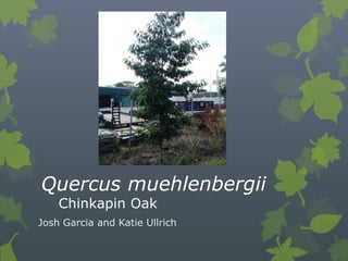 Quercus muehlenbergii
    Chinkapin Oak
Josh Garcia and Katie Ullrich
 