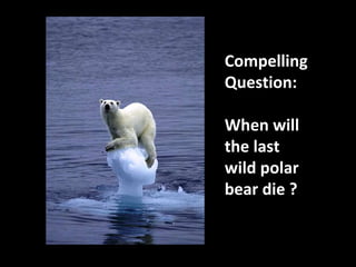 Compelling
Question:
When will
the last
wild polar
bear die ?

 