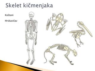 Koštani
Hrskaviĉav

 