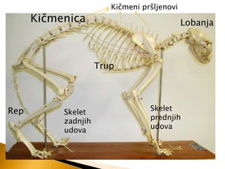 Kiĉmenica

Kiĉmeni pršljenovi

Lobanja

Trup

Rep

Skelet
zadnjih
udova

Skelet
prednjih
udova

 