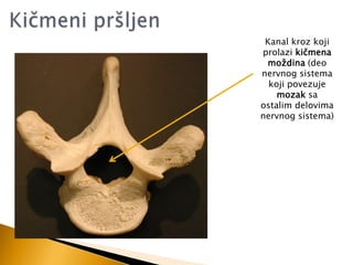 Kanal kroz koji
prolazi kiĉmena
moţdina (deo
nervnog sistema
koji povezuje
mozak sa
ostalim delovima
nervnog sistema)

 