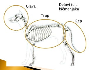 Delovi tela
kiĉmenjaka

Glava
Trup

Rep

 