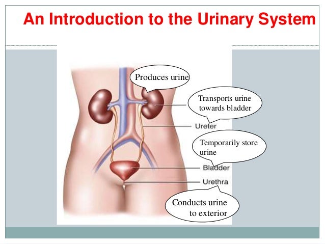 Kidney function test