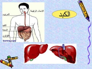 ‫الكبد‬
 