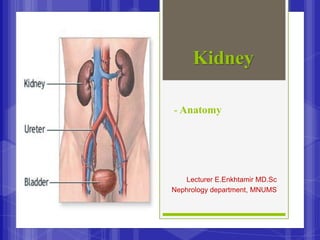 Kidney
Lecturer E.Enkhtamir MD.Sc
Nephrology department, MNUMS
- Anatomy
 