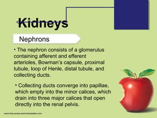 Kidneys
• The nephron consists of a glomerulus
containing afferent and efferent
arterioles, Bowman’s capsule, proximal
tubule, loop of Henle, distal tubule, and
collecting ducts.
• Collecting ducts converge into papillae,
which empty into the minor calices, which
drain into three major calices that open
directly into the renal pelvis.
Nephrons
 