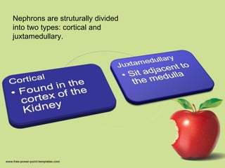 Nephrons are struturally divided
into two types: cortical and
juxtamedullary.
 