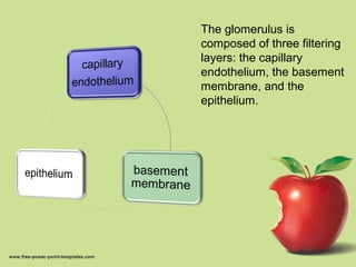 The glomerulus is
composed of three filtering
layers: the capillary
endothelium, the basement
membrane, and the
epithelium.
 