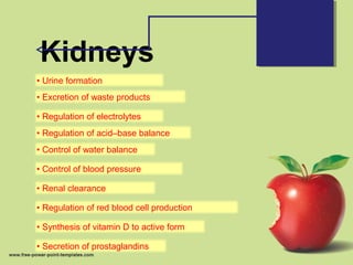 Kidneys
• Urine formation
• Excretion of waste products
• Regulation of electrolytes
• Regulation of acid–base balance
• Control of water balance
• Control of blood pressure
• Renal clearance
• Regulation of red blood cell production
• Synthesis of vitamin D to active form
• Secretion of prostaglandins
 