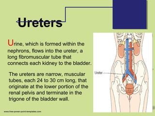 Ureters
Urine, which is formed within the
nephrons, flows into the ureter, a
long fibromuscular tube that
connects each kidney to the bladder.
The ureters are narrow, muscular
tubes, each 24 to 30 cm long, that
originate at the lower portion of the
renal pelvis and terminate in the
trigone of the bladder wall.
 