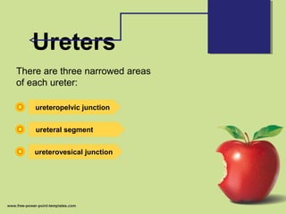Ureters
There are three narrowed areas
of each ureter:
ureteropelvic junction
ureteral segment
ureterovesical junction
 