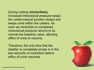 During voiding (micturition),
increased intravesical pressure keeps
the ureterovesical junction closed and
keeps urine within the ureters. As
soon as micturition is completed,
intravesical pressure returns to its
normal low baseline value, allowing
efflux of urine to resume.
Therefore, the only time that the
bladder is completely empty is in the
last seconds of micturition before
efflux of urine resumes.
 
