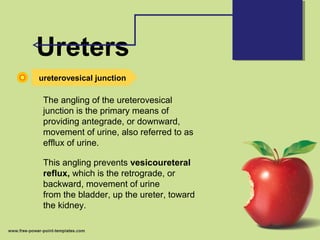 Ureters
ureterovesical junction
The angling of the ureterovesical
junction is the primary means of
providing antegrade, or downward,
movement of urine, also referred to as
efflux of urine.
This angling prevents vesicoureteral
reflux, which is the retrograde, or
backward, movement of urine
from the bladder, up the ureter, toward
the kidney.
 