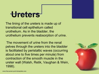 Ureters
The lining of the ureters is made up of
transitional cell epithelium called
urothelium. As in the bladder, the
urothelium prevents reabsorption of urine.
The movement of urine from the renal
pelves through the ureters into the bladder
is facilitated by peristaltic waves (occurring
about one to five times per minute) from
contraction of the smooth muscle in the
ureter wall (Walsh, Retik, Vaughan & Wein,
1998).
 