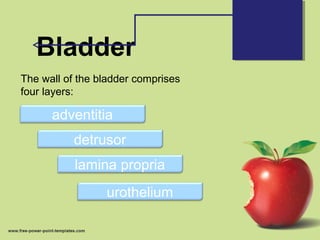 Bladder
The wall of the bladder comprises
four layers:
adventitia
detrusor
lamina propria
urothelium
 