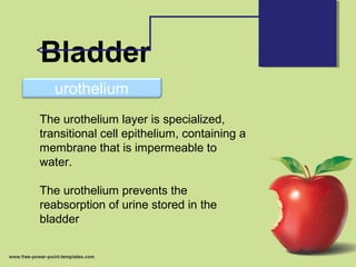 Bladder
urothelium
The urothelium layer is specialized,
transitional cell epithelium, containing a
membrane that is impermeable to
water.
The urothelium prevents the
reabsorption of urine stored in the
bladder
 