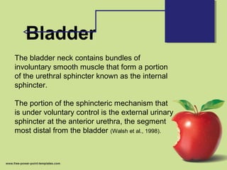 Bladder
The bladder neck contains bundles of
involuntary smooth muscle that form a portion
of the urethral sphincter known as the internal
sphincter.
The portion of the sphincteric mechanism that
is under voluntary control is the external urinary
sphincter at the anterior urethra, the segment
most distal from the bladder (Walsh et al., 1998).
 