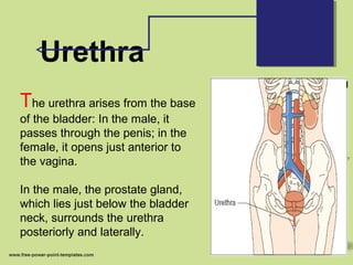 Urethra
The urethra arises from the base
of the bladder: In the male, it
passes through the penis; in the
female, it opens just anterior to
the vagina.
In the male, the prostate gland,
which lies just below the bladder
neck, surrounds the urethra
posteriorly and laterally.
 