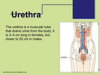 Urethra
The urethra is a muscular tube
that drains urine from the body; it
is 3–4 cm long in females, but
closer to 20 cm in males.
 