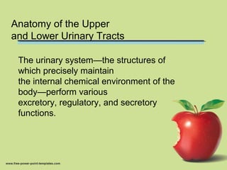 Anatomy of the Upper
and Lower Urinary Tracts
The urinary system—the structures of
which precisely maintain
the internal chemical environment of the
body—perform various
excretory, regulatory, and secretory
functions.
 