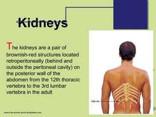 Kidneys
The kidneys are a pair of
brownish-red structures located
retroperitoneally (behind and
outside the peritoneal cavity) on
the posterior wall of the
abdomen from the 12th thoracic
vertebra to the 3rd lumbar
vertebra in the adult
 