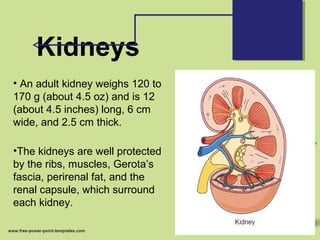 Kidneys
• An adult kidney weighs 120 to
170 g (about 4.5 oz) and is 12
(about 4.5 inches) long, 6 cm
wide, and 2.5 cm thick.
•The kidneys are well protected
by the ribs, muscles, Gerota’s
fascia, perirenal fat, and the
renal capsule, which surround
each kidney.
 