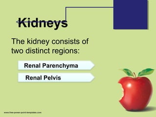 Kidneys
The kidney consists of
two distinct regions:
Renal Parenchyma
Renal Pelvis
 