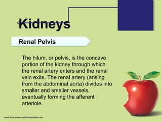 Kidneys
Renal Pelvis
The hilum, or pelvis, is the concave
portion of the kidney through which
the renal artery enters and the renal
vein exits. The renal artery (arising
from the abdominal aorta) divides into
smaller and smaller vessels,
eventually forming the afferent
arteriole.
 
