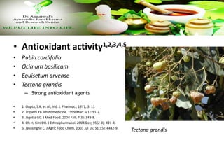 • Antioxidant activity1,2,3,4,5
• Rubia cordifolia
• Ocimum basilicum
• Equisetum arvense
• Tectona grandis
– Strong antioxidant agents
• 1. Gupta, S.K. et al., Ind. J. Pharmac., 1971, 3: 11
• 2. Tripathi YB. Phytomedicine. 1999 Mar; 6(1): 51-7.
• 3. Jagetia GC. J Med Food. 2004 Fall; 7(3): 343-8.
• 4. Oh H, Kim DH. J Ethnopharmacol. 2004 Dec; 95(2-3): 421-4.
• 5. Jayasinghe C. J Agric Food Chem. 2003 Jul 16; 51(15): 4442-9.
Tectona grandis
 