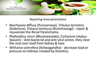 Repairing renal parenchyma
• Boerhaavia diffusa (Punnarnava), Tribulus terrestris
(Gokshura), Pistacia lentiscus (Rumimastagi) - repair &
rejuvenate the Renal Parenchyma.
• Phyllanthus niruri (Bhumiamalaki), Cichorium intybus
(kasani) – Anti-bacterial and anti-viral action, they clear
the viral over load from kidney & liver.
• Withania somnifera (Ashwagandha) - decrease load or
pressure on kidneys created by Diuretics.
 