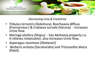 Decreasing Urea & Creatinine
• Tribulus terrestris (Gokshura), Boerhaavia diffusa
(Punnarnava ) & Crataeva nurvala (Varuna) - increases
Urine flow.
• Moringa oleifera (Shigru) - has Aksheeva property i.e.
It relieves intoxication, also increases Urine flow.
• Asparagus racemose (Shatavari)
• Berberis aristata (Daruharidra) and Tricosanthe dioica
(Patol).
 