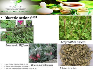 • Diuretic actions1,2,3
Boerhavia Diffusa
• 1. Jain . J Indian Chem Soc, 1962, 39: 559.
• 2. Sharma. J Res Indian Med, 1975, 10(4): 7.
• 3. Ram et al., Indian J. Physiol. Pharmacol. 1970, 14: 47.
Achyranthes aspera
Tribulus terrestris
Onosma bracteatum
 