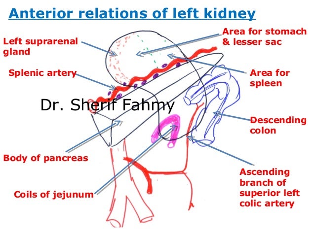 Diagram Of Left Kidney Image collections - How To Guide 