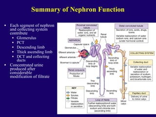 Summary of Nephron Function
• Each segment of nephron
and collecting system
contribute
• Glomerulus
• PCT
• Descending limb
• Thick ascending limb
• DCT and collecting
ducts
• Concentrated urine
produced after
considerable
modification of filtrate
 