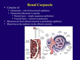 Renal Corpuscle
• Consists of:
• Glomerulus – tuft of fenestrated capillaries
• Glomerular (Bowman’s) capsule
• Parietal layer – simple squamous epithelium
• Visceral layer – consists of podocytes
• Blood travels from efferent arteriole to peritubular capillaries
• Blood leaves the nephron via the efferent arteriole
 