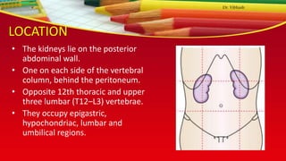 LOCATION
• The kidneys lie on the posterior
abdominal wall.
• One on each side of the vertebral
column, behind the peritoneum.
• Opposite 12th thoracic and upper
three lumbar (T12–L3) vertebrae.
• They occupy epigastric,
hypochondriac, lumbar and
umbilical regions.
Dr. Vibhash
 