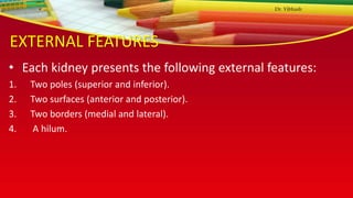 EXTERNAL FEATURES
• Each kidney presents the following external features:
1. Two poles (superior and inferior).
2. Two surfaces (anterior and posterior).
3. Two borders (medial and lateral).
4. A hilum.
Dr. Vibhash
 