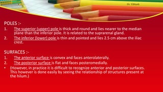 POLES :-
1. The superior (upper) pole is thick and round and lies nearer to the median
plane than the inferior pole. It is related to the suprarenal gland.
2. The inferior (lower) pole is thin and pointed and lies 2.5 cm above the iliac
crest.
SURFACES :-
1. The anterior surface is convex and faces anterolaterally.
2. The posterior surface is flat and faces posteromedially.
• (However, in practice it is difficult to recognize anterior and posterior surfaces.
This however is done easily by seeing the relationship of structures present at
the hilum.)
Dr. Vibhash
 