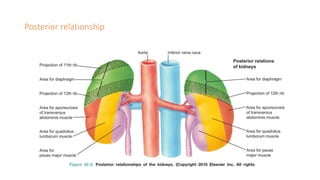 Posterior relationship
 