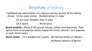 Structure of kidney
• (a)Naked eye examination of a coronal section section of the kidney
shows : (1) An outer cortex : Reddish brown in color
(2) An inner medulla: Pale in color
(3) A space : Renal sinus
Renal medulla : About 8-18 conical masses, called renal pyramids. Their
apices form renal papillae which indent the minor calices( 1 to 3 papillae
in each minor calyx).
Renal cortex : It is divided into 2 parts : (a) Cortical arches or lobules ,
(b) Renal columns of Bertin
 