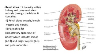 • Renal sinus : It is cavity within
kidney and communicates
outside through the hilum. It
contains:
(i) Renal blood vessels, lymph
vessels and nerves
(ii)Perinehric fat
(iii) Excretory apparatus of
kidney which includes minor
(7-13) and major calyces (2-3)
and pelvis of ureter.
 
