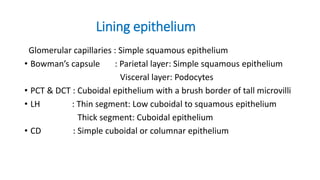 Lining epithelium
Glomerular capillaries : Simple squamous epithelium
• Bowman’s capsule : Parietal layer: Simple squamous epithelium
Visceral layer: Podocytes
• PCT & DCT : Cuboidal epithelium with a brush border of tall microvilli
• LH : Thin segment: Low cuboidal to squamous epithelium
Thick segment: Cuboidal epithelium
• CD : Simple cuboidal or columnar epithelium
 