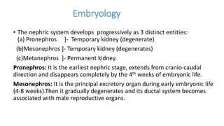 Embryology
• The nephric system develops progressively as 3 distinct entities:
(a) Pronephros ]- Temporary kidney (degenerate)
(b)Mesonephros ]- Temporary kidney (degenerates)
(c)Metanephros ]- Permanent kidney.
Pronephros: It is the earliest nephric stage, extends from cranio-caudal
direction and disappears completely by the 4th weeks of embryonic life.
Mesonephros: It is the principal excretory organ during early embryonic life
(4-8 weeks).Then it gradually degenerates and its ductal system becomes
associated with male reproductive organs.
 